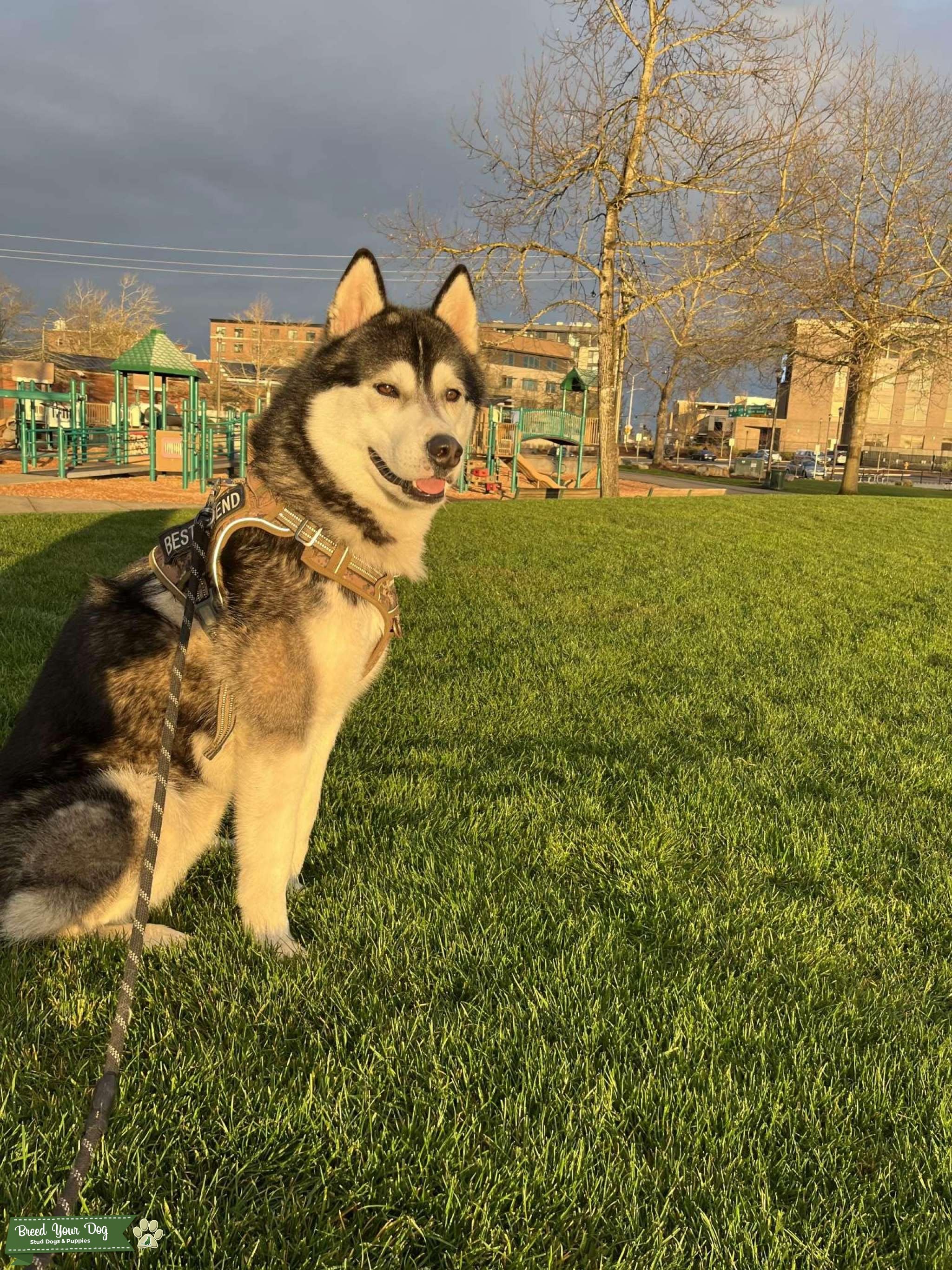 husky Stud Dog in salem oregon , the United States Breed Your Dog