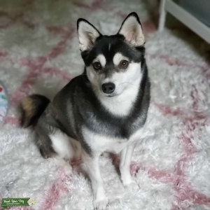 Black and white Alaskan Klee Kai Listing Image