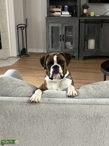 AKC Brindle Boxer Stud Listing Image