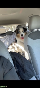 Blue Merle Australian shepherd  Listing Image