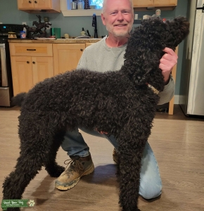 Jet Black 1 year old Poodle Listing Image