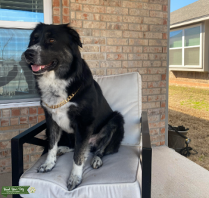 Black & White Australian Shepard Stud Listing Image