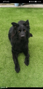 Black long haired GSD stud Listing Image