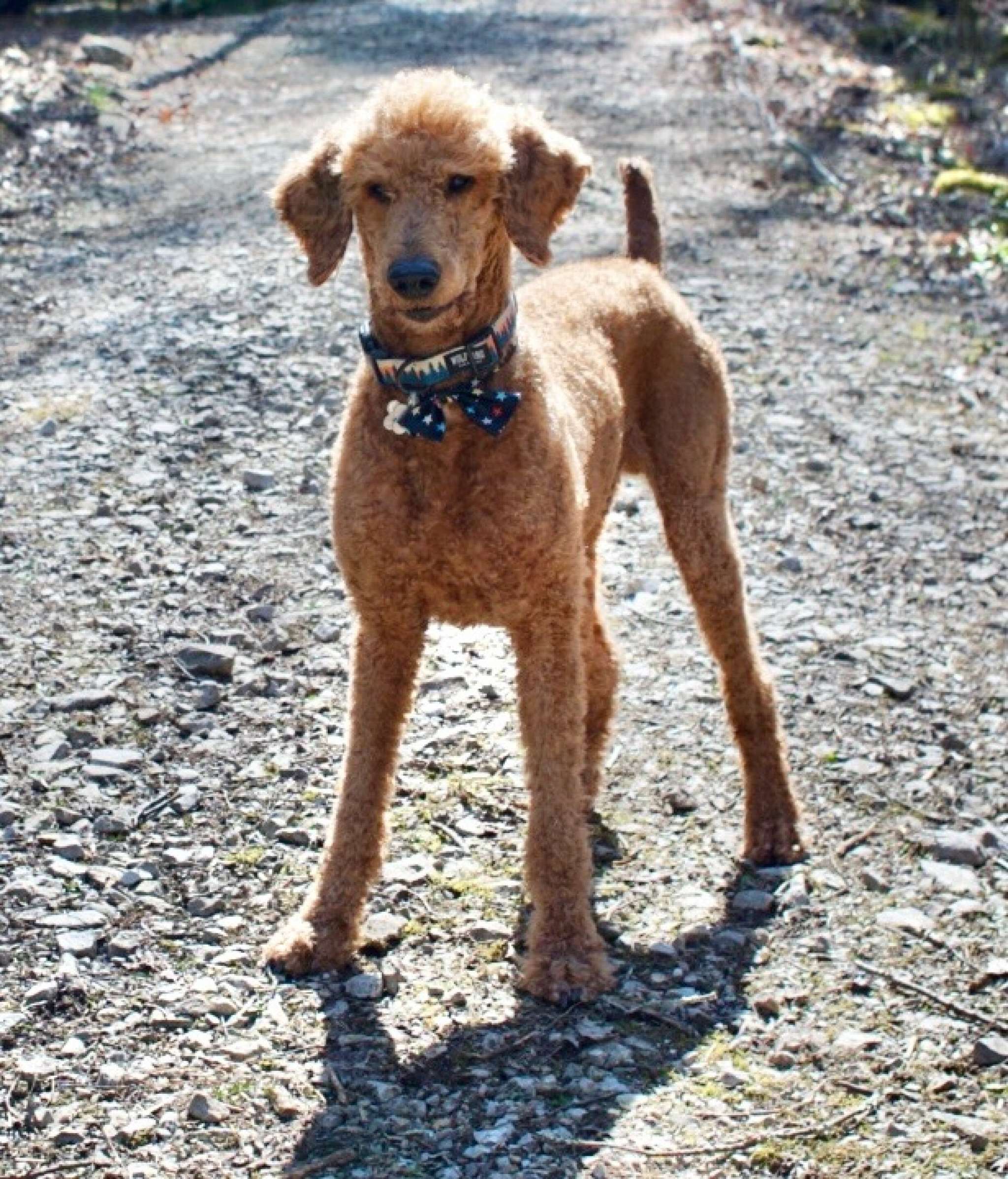 AKC Standard Poodle Stud Service Stud Dog in St Lucie County, the United States Breed Your Dog