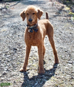 AKC Standard Poodle Stud Service  Listing Image