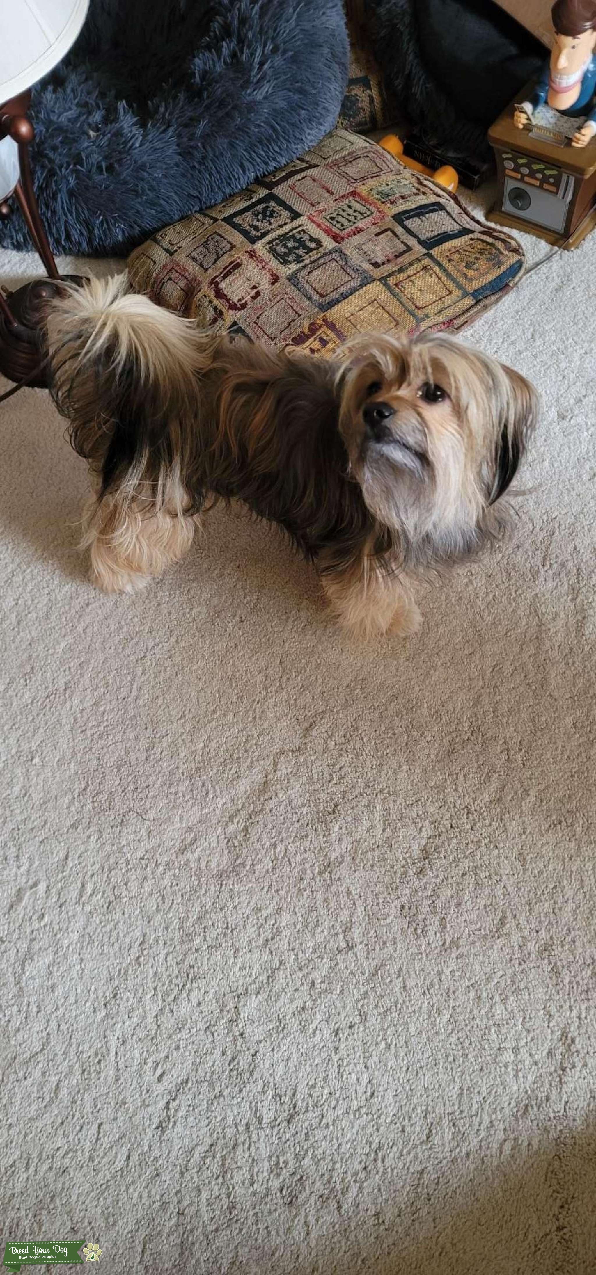 Brown yorkie mix - Stud Dog in Gig Harbor, washington, the United ...