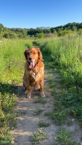 Red Golden Retriever Listing Image