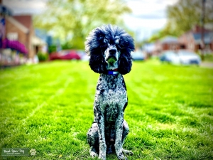 Stud Dog Listing Image