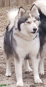 I am Akira an agouti wooly Siberian huskyLooking for Prince charming Listing Image