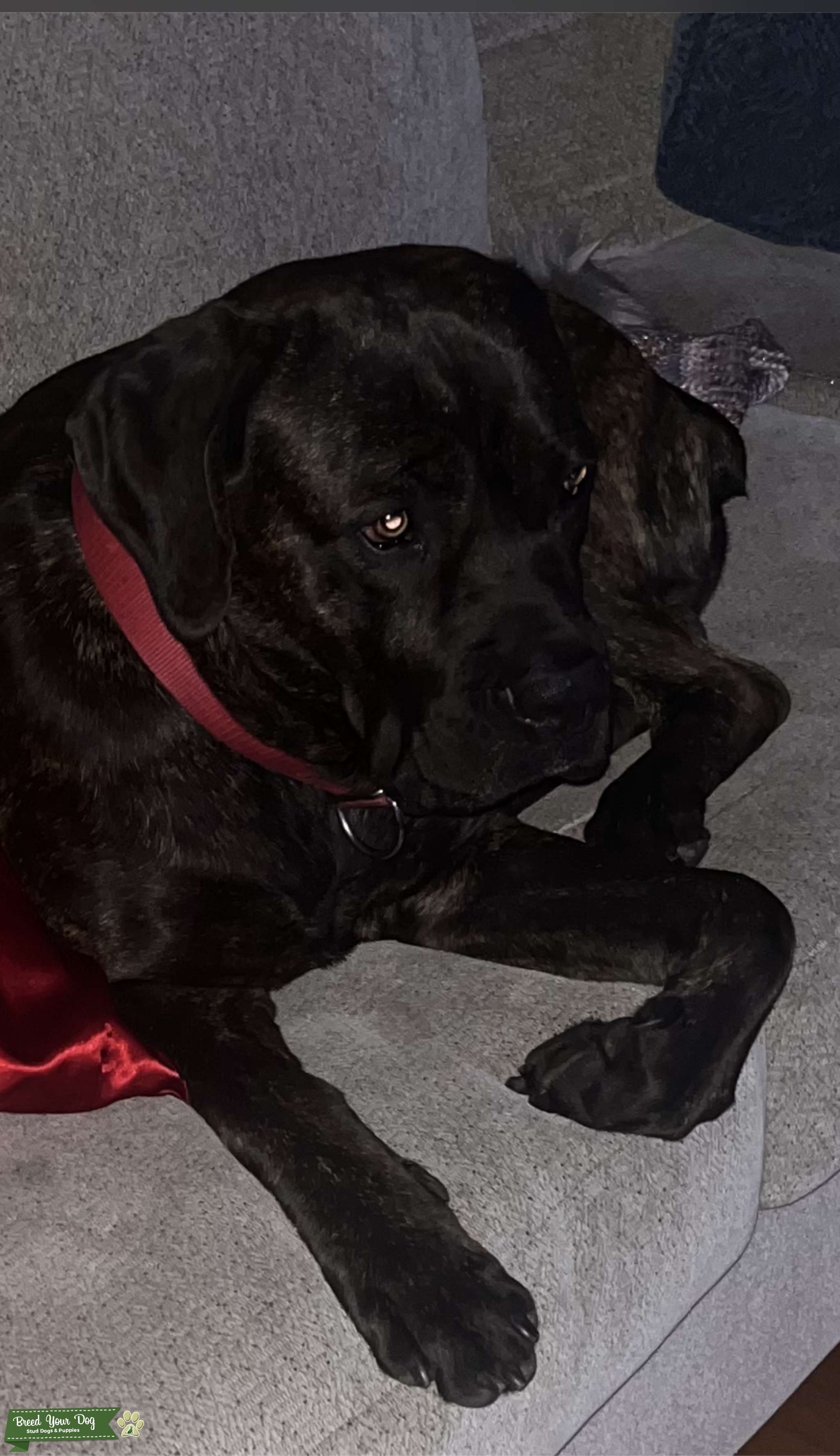 2yrs Old Cane Corso/Brindle Color/Italian Mastiff Stud Dog in Raleigh