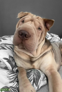 Lilac and tan KC registered shar pei Listing Image