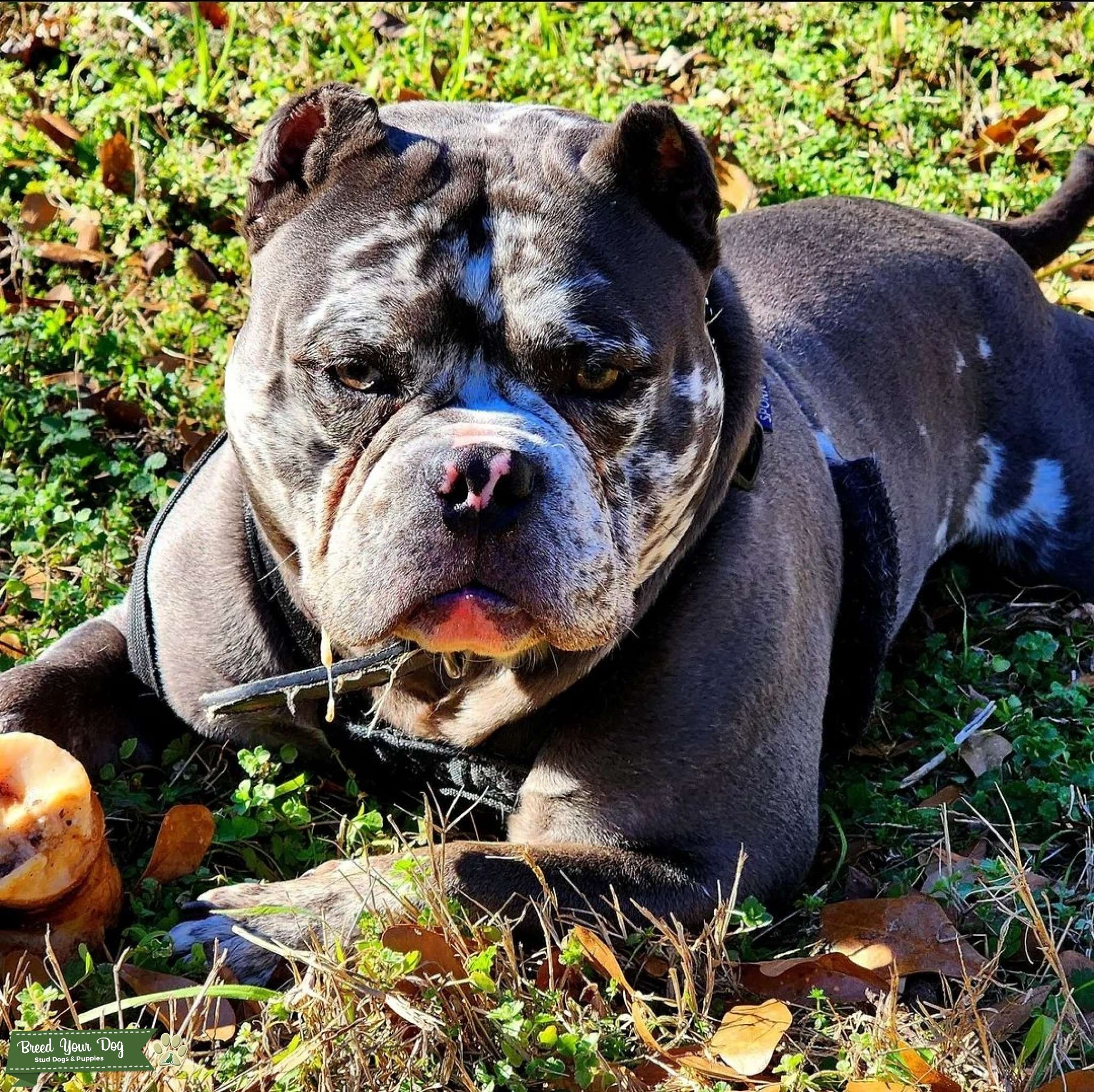 Stud service available Stud Dog in South Atlanta, the United States