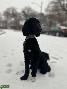 CKC Purebred Standard Poodle Stud Listing Image