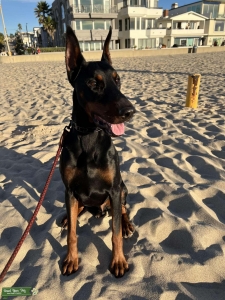 Red Rust Dobermann Listing Image