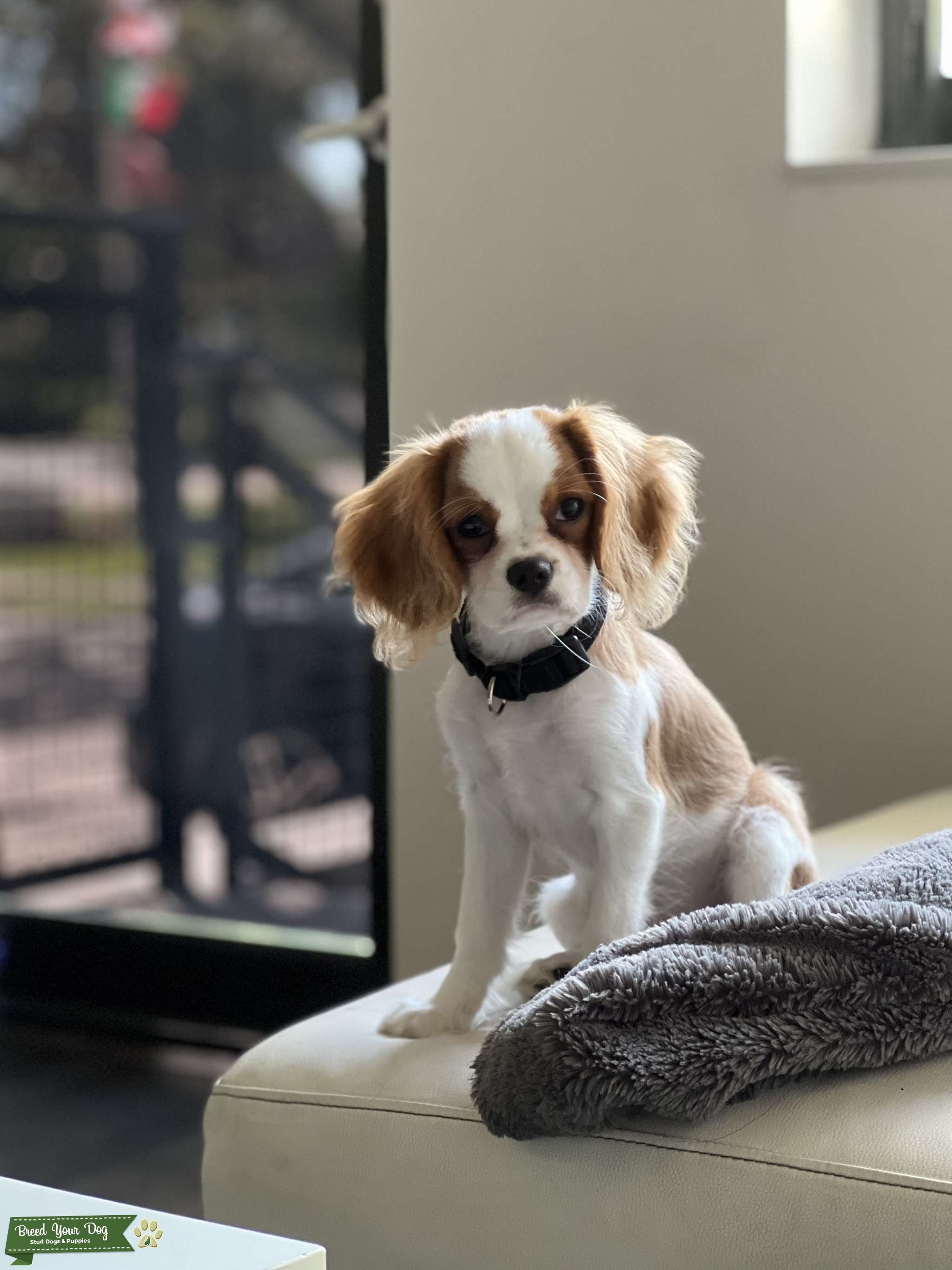 Tricolor cavalier, Blen Heim cavalier Stud Dog in Florida, the United States Breed Your Dog