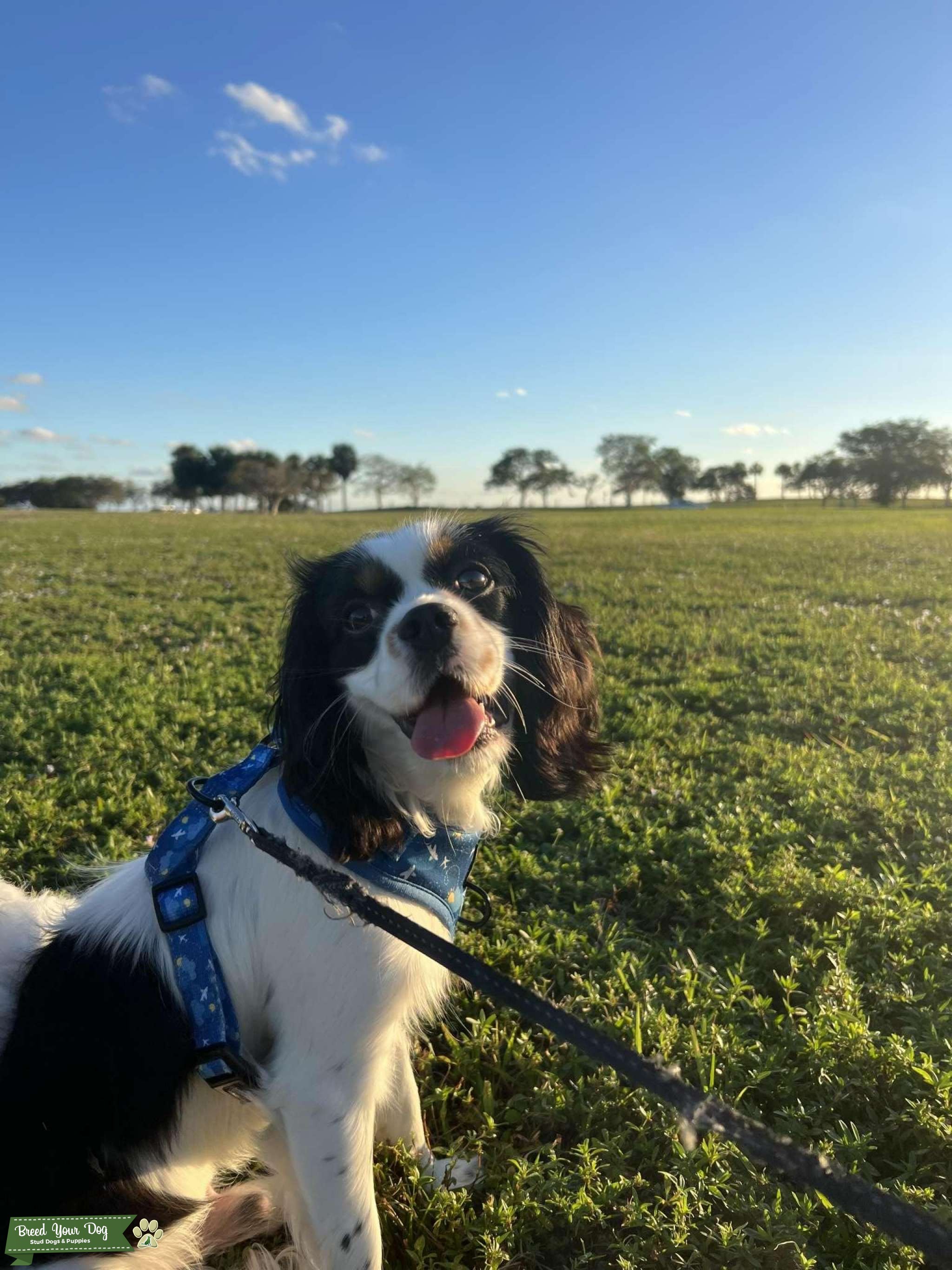 Tricolor cavalier, Blen Heim cavalier Stud Dog in Florida, the United States Breed Your Dog