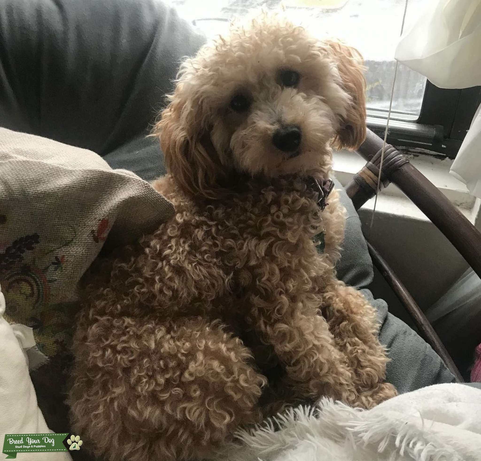 Apricot toy poodle Stud Dog in Chicago , Sweden Breed Your Dog