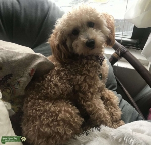 Apricot toy poodle  Listing Image