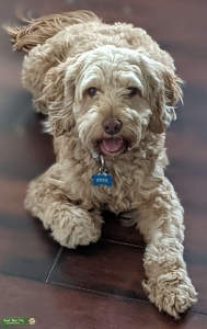 Cockapoo Stud Listing Image