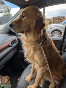 AKC Golden Retriever Stud w/ Clearances  Listing Image