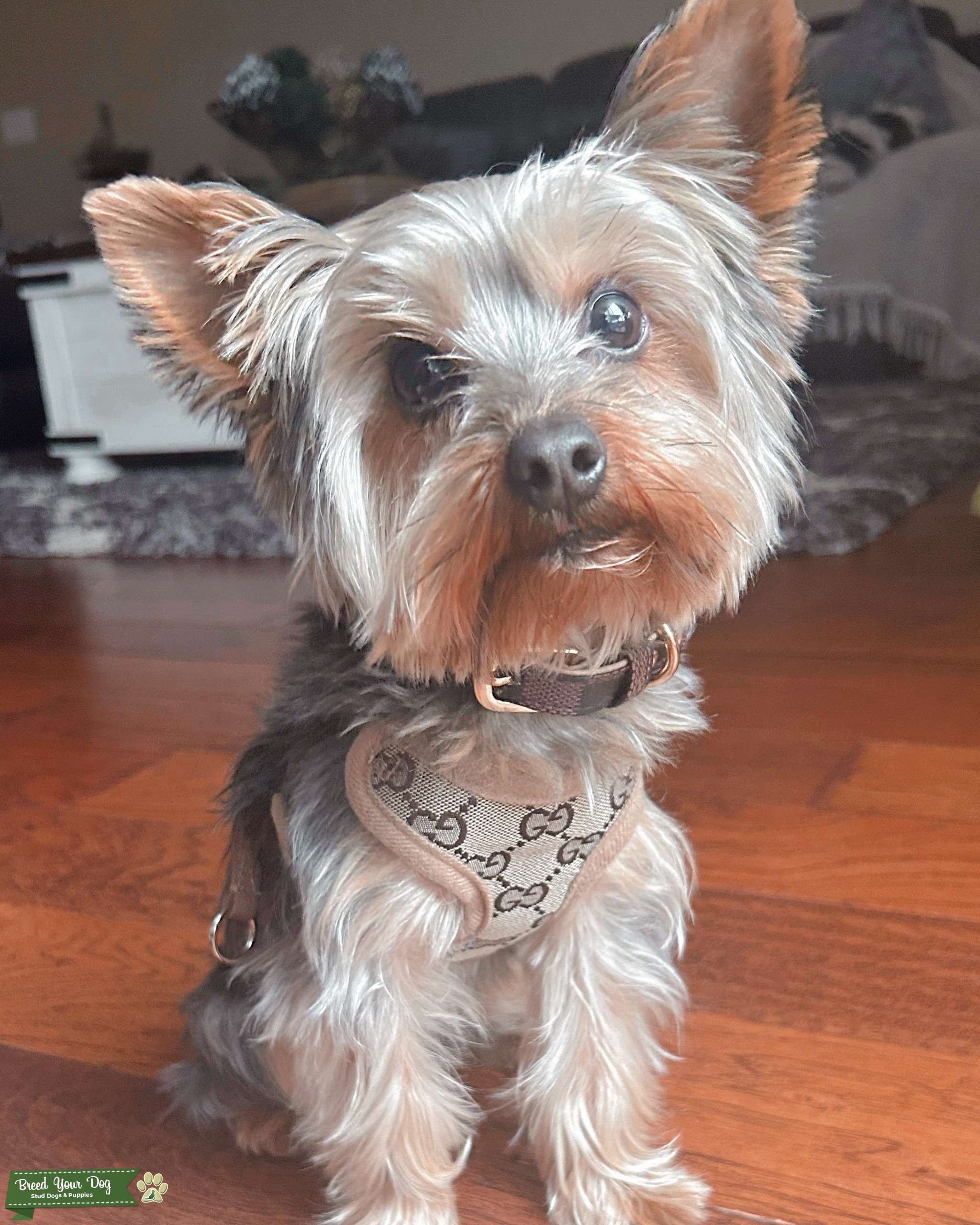 Teacup Yorkie Stud Stud Dog in Contra Costa, United States Breed