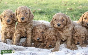 F1 Goldendoodle  Listing Image