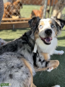 Mini Australian shepherd Listing Image