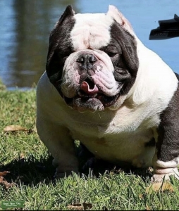 Exotic Pocket Bully Listing Image