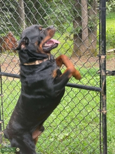 Akc German Rottweiler  Listing Image