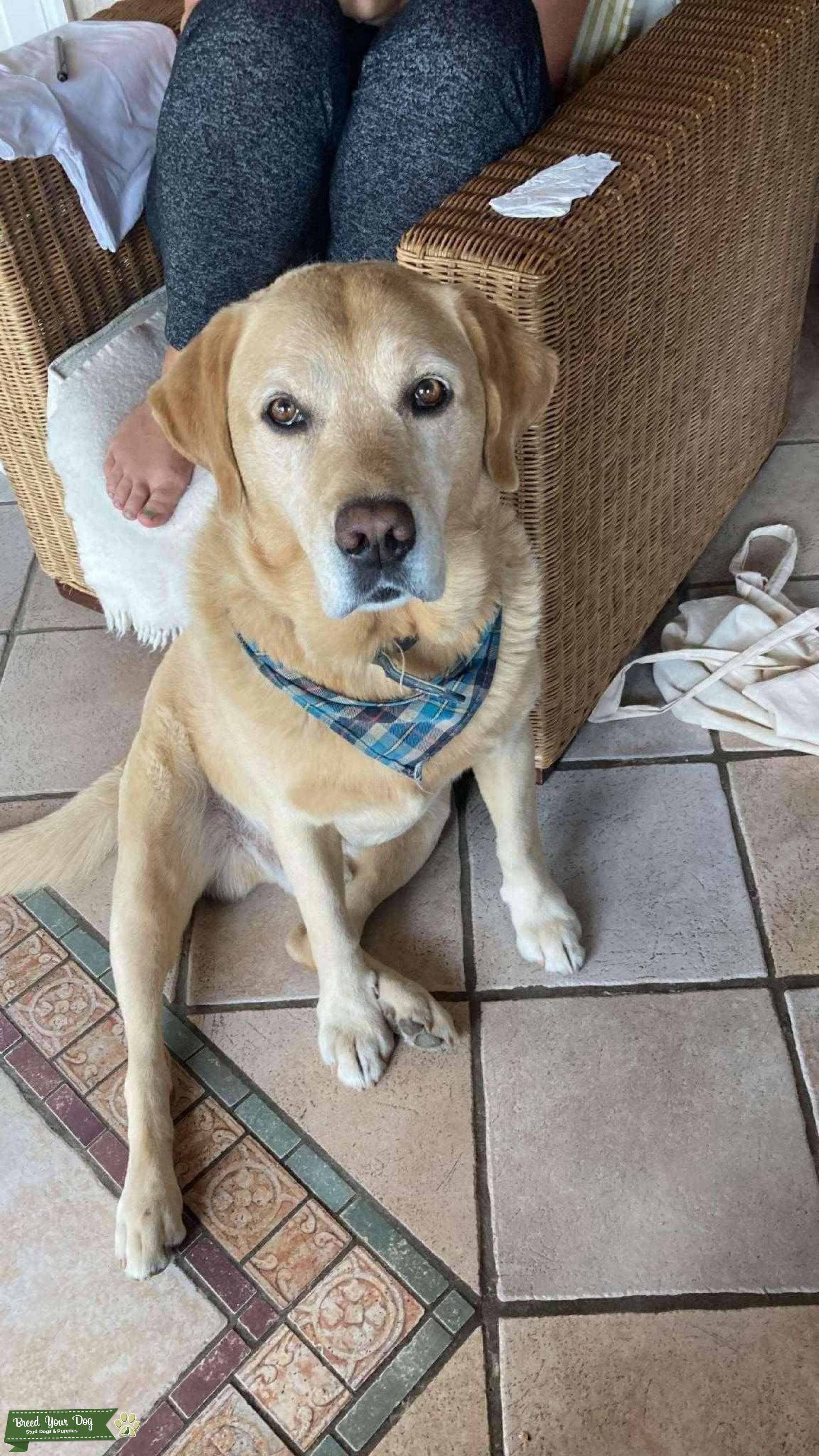 Labrador Stud Dog in Dublin, the United States Breed Your Dog