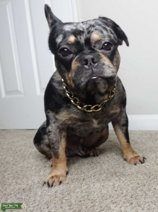 French bulldog stud Listing Image