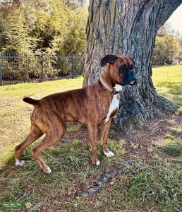 Brindle Stud Listing Image
