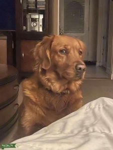 Looking for AKC registered Golden retriever stud Listing Image