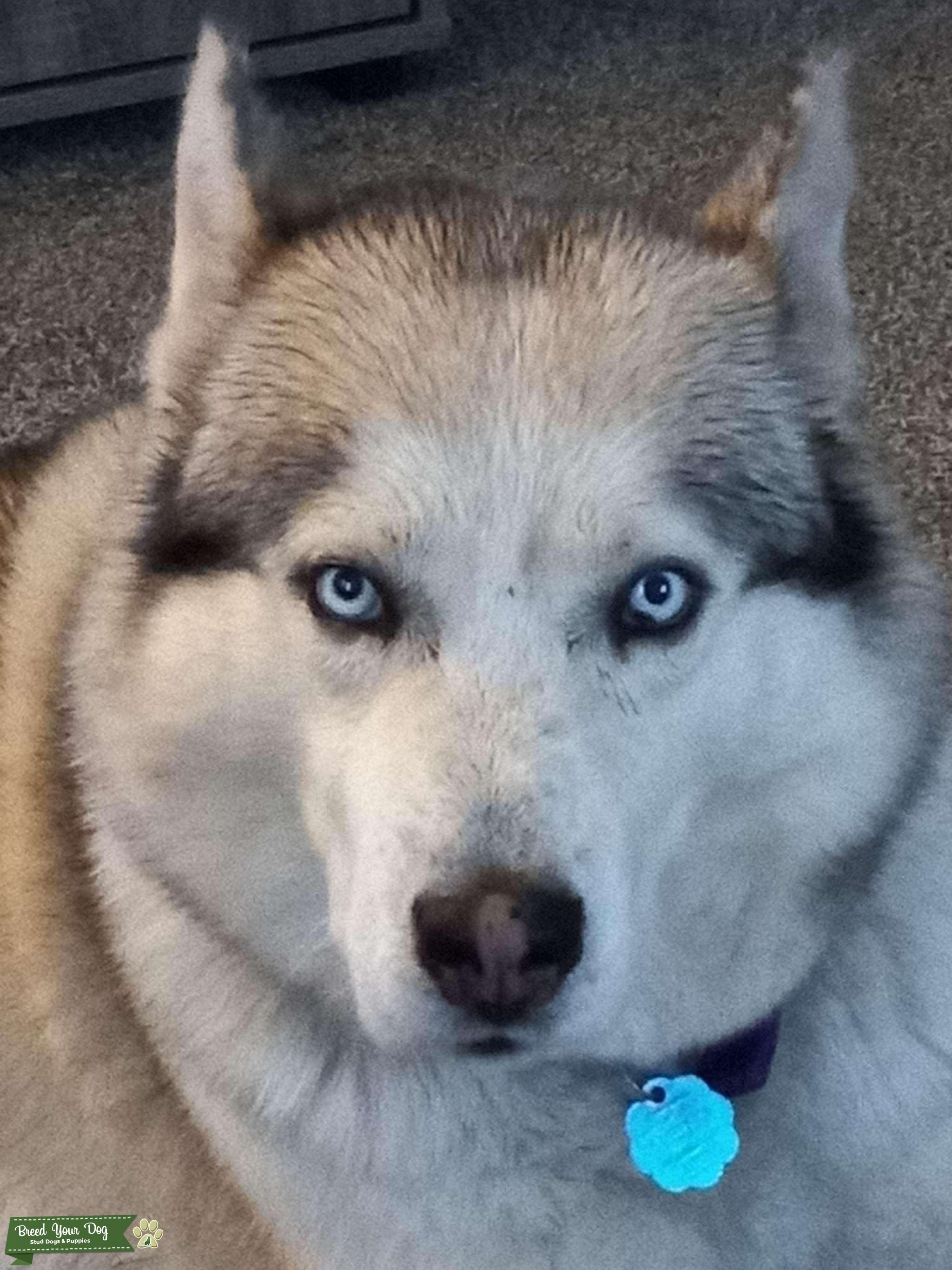 Siberian Husky Stud Dog in KS, Brazil Breed Your Dog