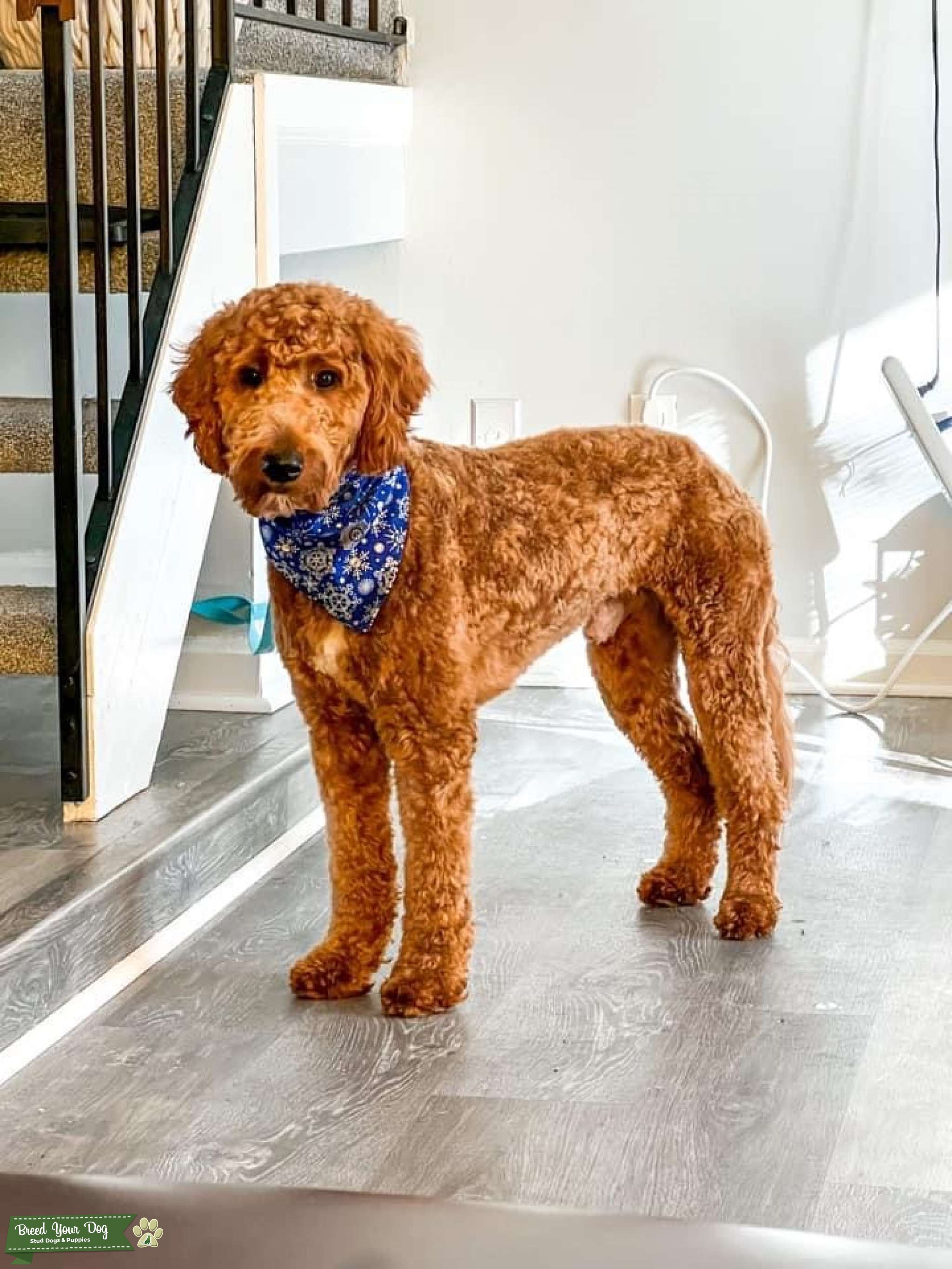 f1b-red-goldendoodle-stud-dog-in-virginia-beach-va-libyan-arab