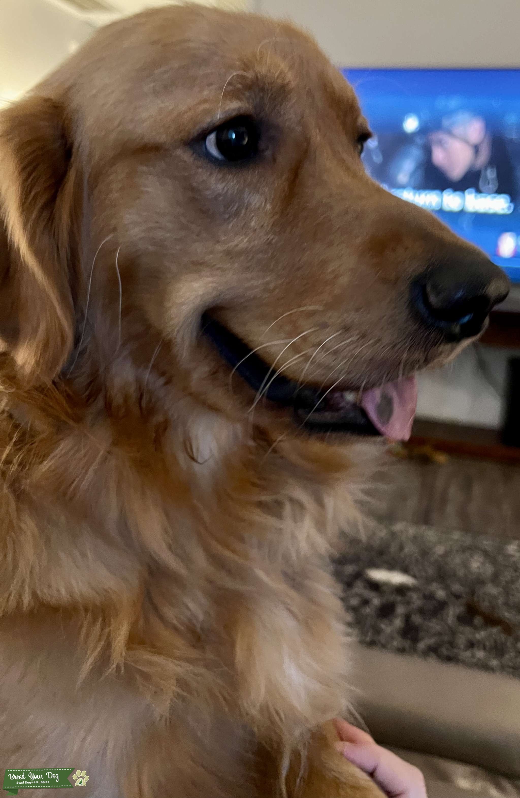 Golden Retriever Stud Dog in Charleston, South Carolina, United