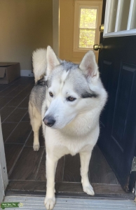 Stud Siberian husky  Listing Image