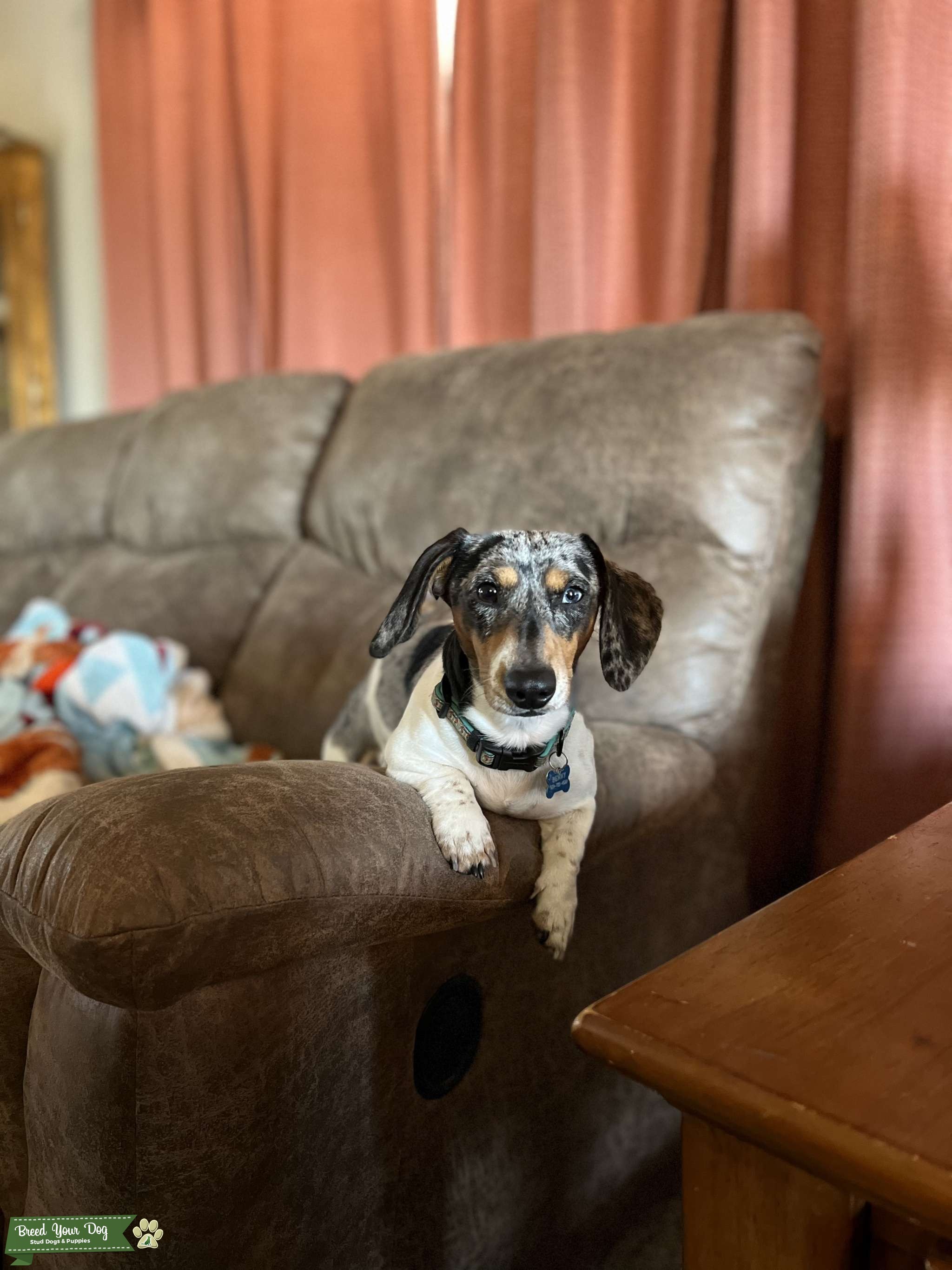 Dapple dachshund Stud Dog in California , United States Breed Your Dog