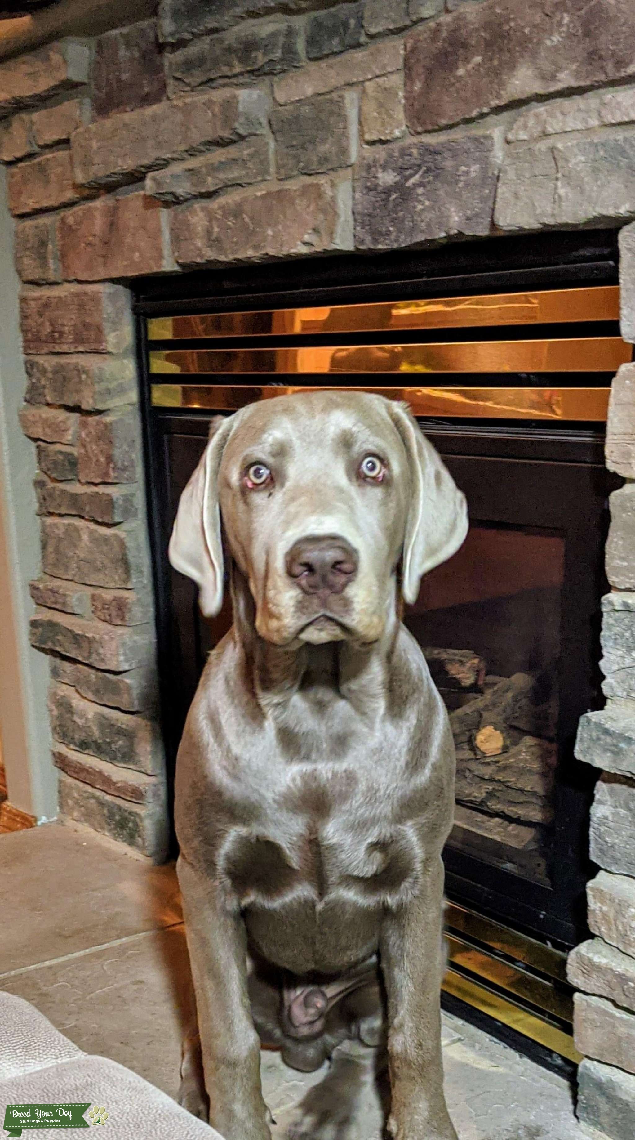 Sterling, AKC registered Silver Lab, CHIC Certified 181967 Stud Dog