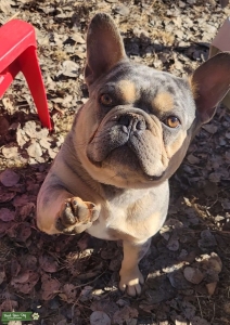 AKC French bulldog Stud Blue Merle & tan Listing Image