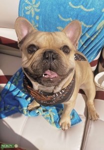 Stud Frenchie Bulldog Listing Image