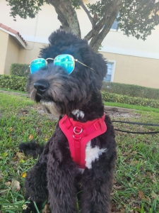 Looking for a female dog  Listing Image