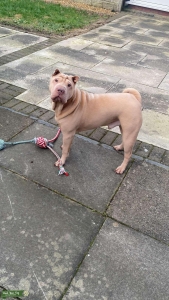Stud Dog  Listing Image