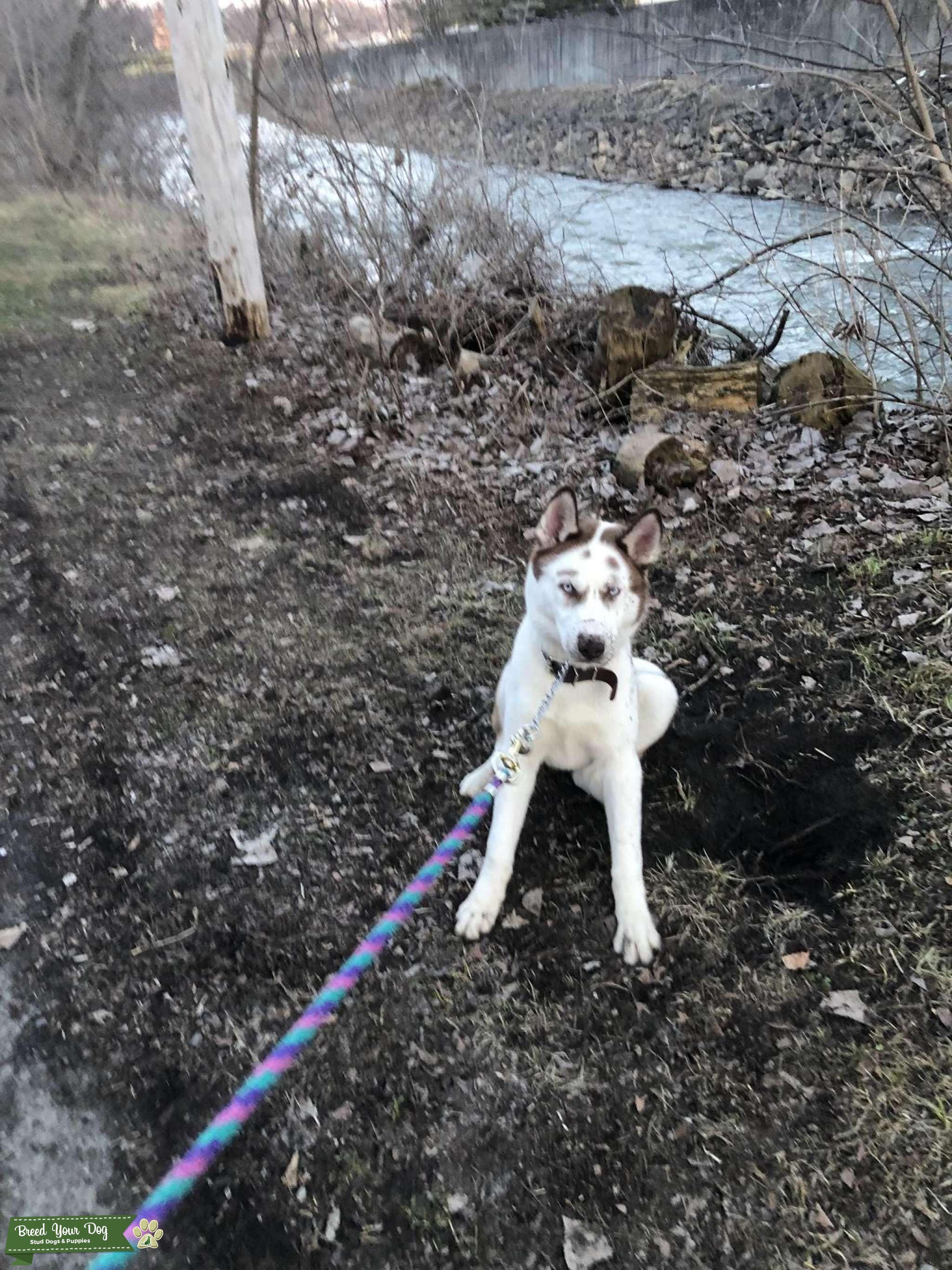 Siberian husky dog up for stud Stud Dog in NY, Mexico Breed Your Dog