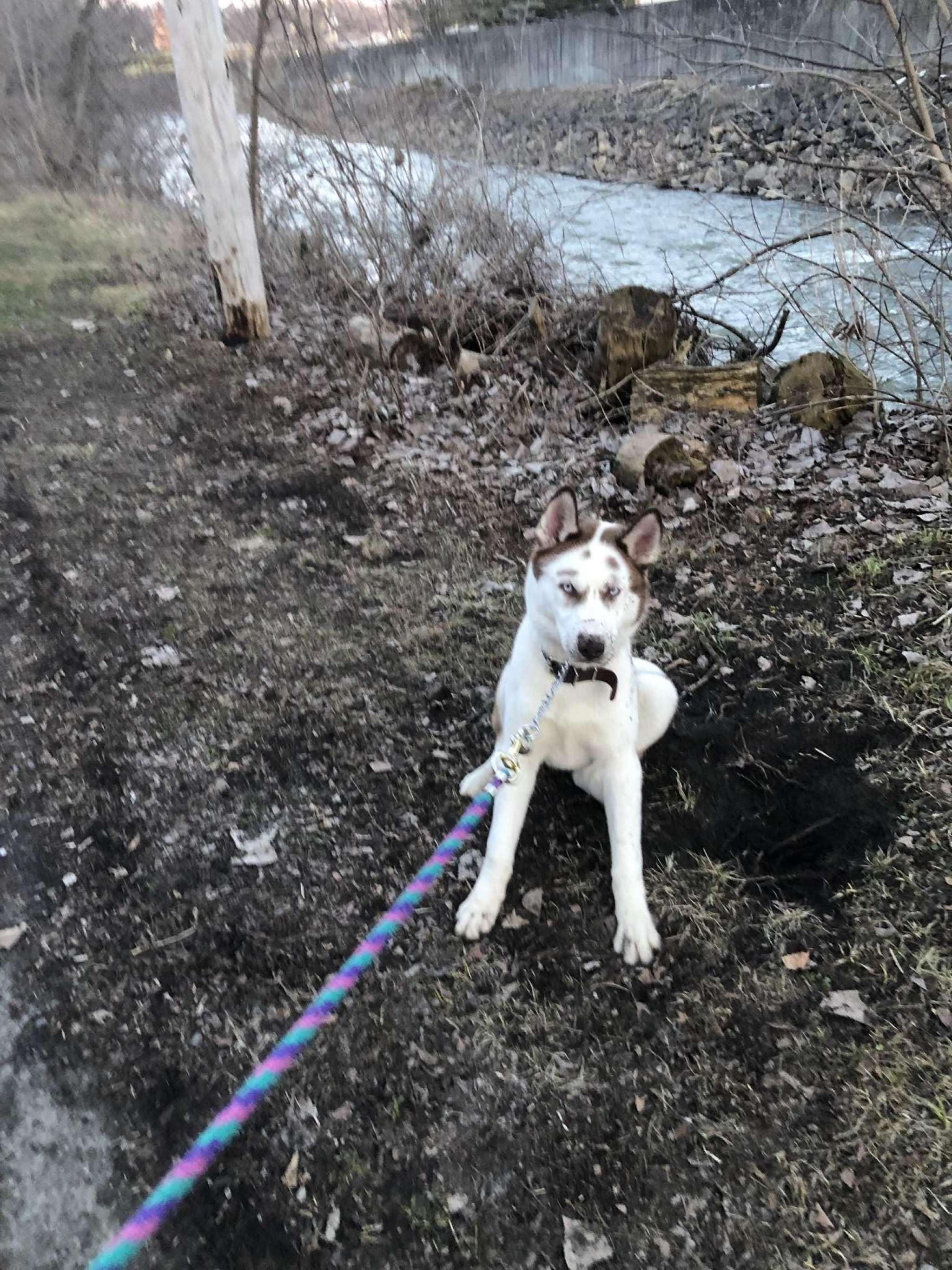 Siberian husky dog up for stud Stud Dog in NY, the United States