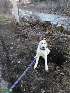 Siberian husky dog up for stud  Listing Image