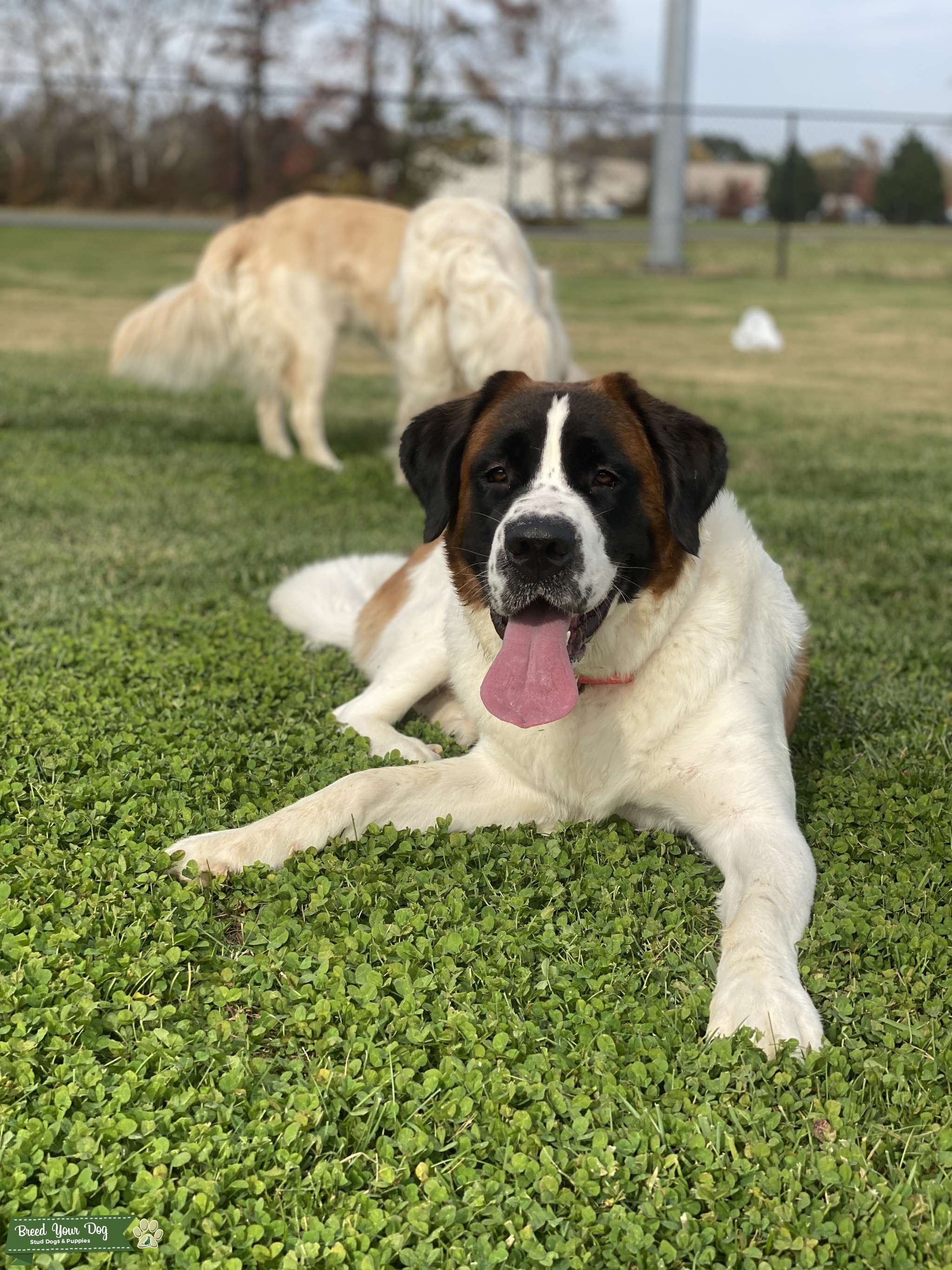Pretty Charming Charlie Stud Dog in Maryland, the United States