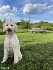 White curly coat F1B GoldenDoodle Listing Image