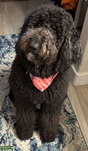 Black Goldendoodle looking for a mate Listing Image