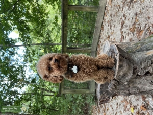 Toy Poodle Stud for Toy Poodle Female  Listing Image
